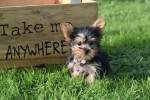 Yorkshire Terrier (teef) 66342