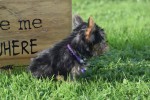 Yorkshire Terrier (teef) 66342