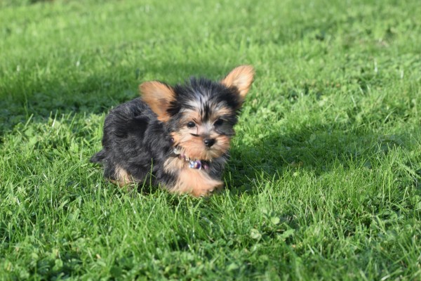 Yorkshire Terrier (teef) 66342