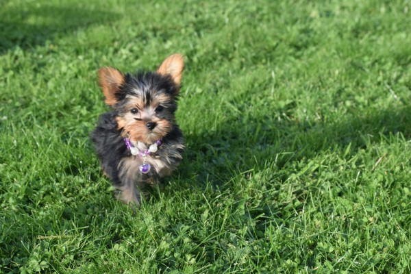 Yorkshire Terrier (teef) 66342