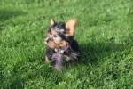 Yorkshire Terrier (teef) 66342