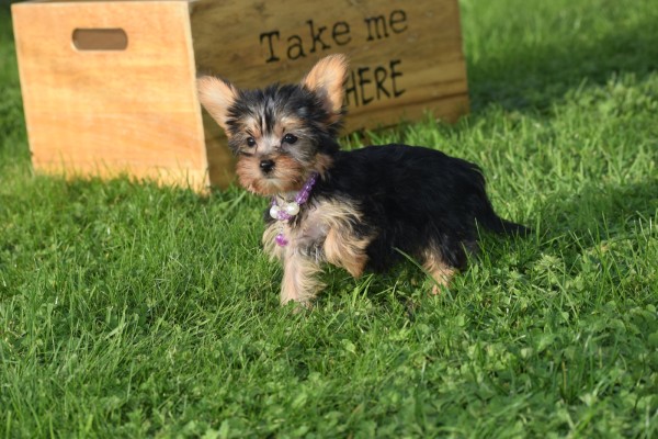 Yorkshire Terrier (teef) 66342