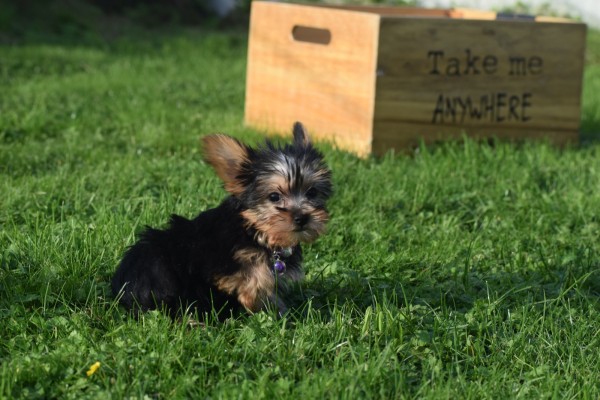 Yorkshire Terrier (teef) 66342
