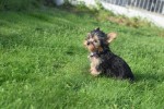 Yorkshire Terrier (teef) 66342