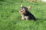 Yorkshire Terrier (teef) 66342