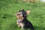 Yorkshire Terrier (teef) 66342
