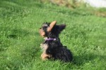 Yorkshire Terrier (teef) 66342