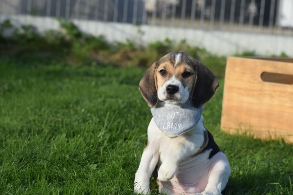 Beagle (reu) 40766