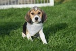 Beagle (reu) 40766