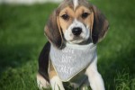 Beagle (reu) 40766
