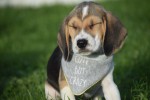 Beagle (reu) 40766