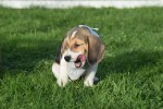 Beagle (reu) 40766