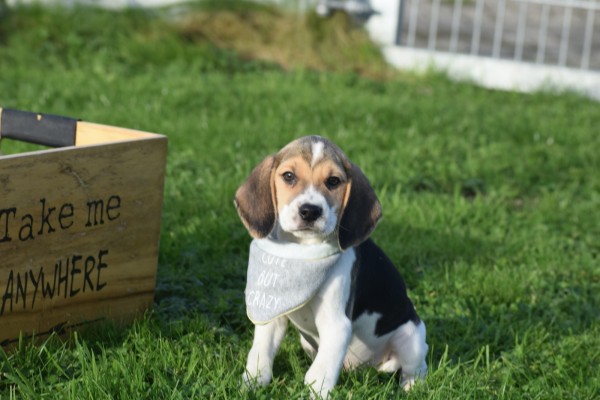 Beagle (reu) 40766