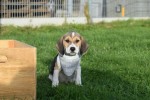 Beagle (reu) 40766