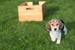 Beagle (reu) 40766