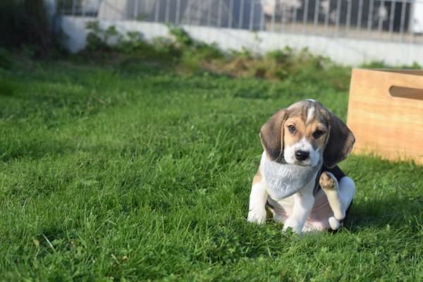 Beagle (reu) 40766
