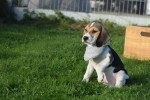 Beagle (reu) 40766