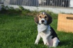 Beagle (reu) 40766