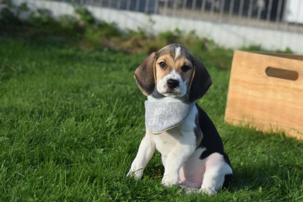 Beagle (reu) 40766