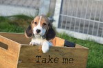 Beagle (teef) 40161