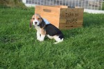 Beagle (teef) 40161