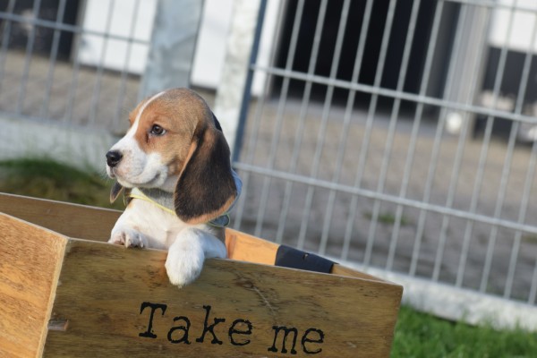 Beagle (teef) 40161