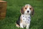 Beagle (teef) 41241