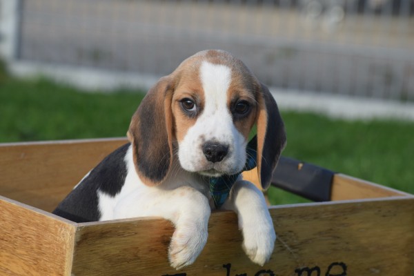 Beagle (reu) 40564