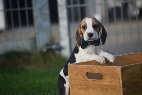 Beagle (reu) 40564