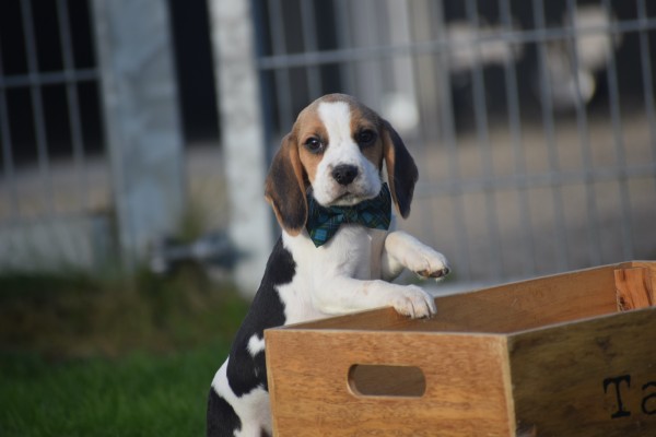 Beagle (reu) 40564