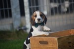 Beagle (reu) 40564