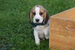 Beagle (reu) 40564
