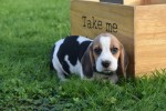 Beagle (reu) 40564