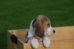 Beagle (teef) 67266