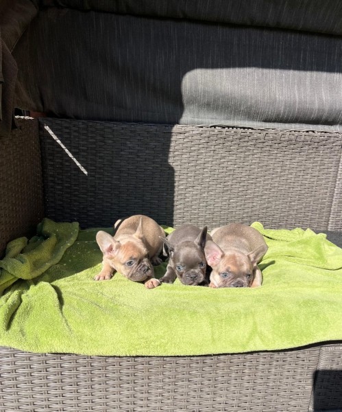 Franse bulldog korthhaar