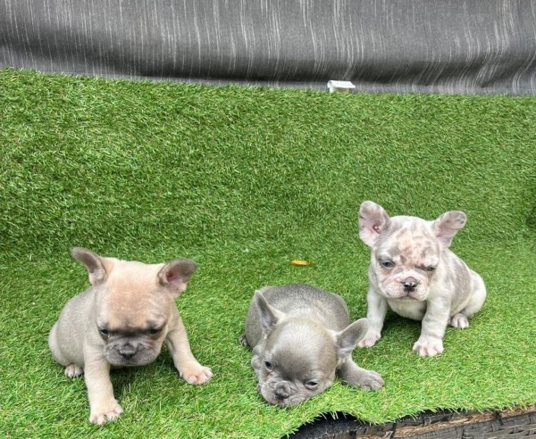 Franse bulldog korthhaar