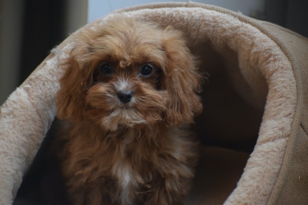 Cavapoo (teef) 44835