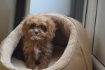 Cavapoo (teef) 44835