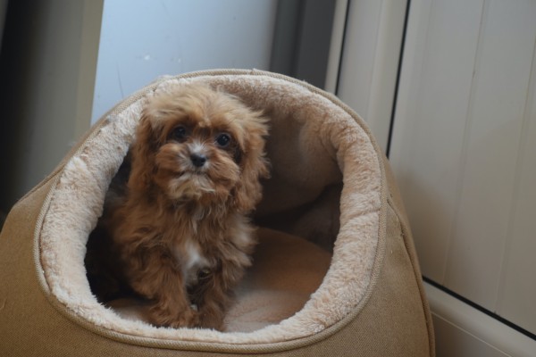 Cavapoo (teef) 44835