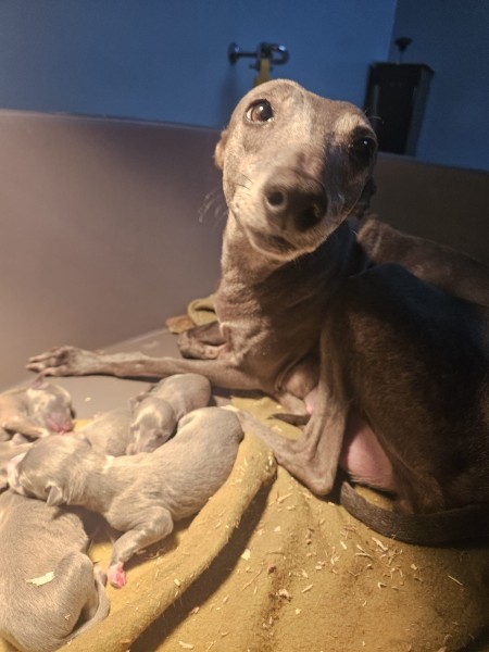 Whippet nestje 