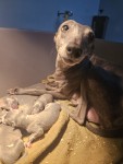 Whippet nestje 