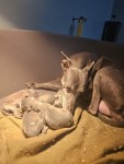 Whippet nestje 