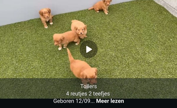 Nova Scotia Duck Tolling Retriever