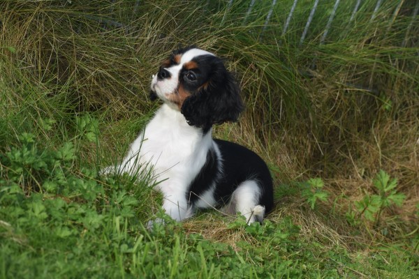 Cavalier King Charles Spaniel (reu) 27069