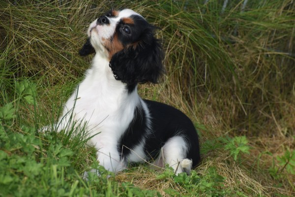 Cavalier King Charles Spaniel (reu) 27069