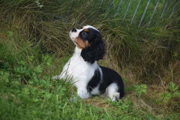 Cavalier King Charles Spaniel (reu) 27069