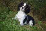 Cavalier King Charles Spaniel (reu) 27069