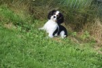 Cavalier King Charles Spaniel (reu) 27069