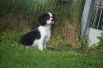 Cavalier King Charles Spaniel (reu) 27069