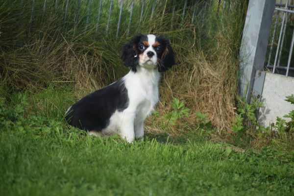 Cavalier King Charles Spaniel (reu) 27069